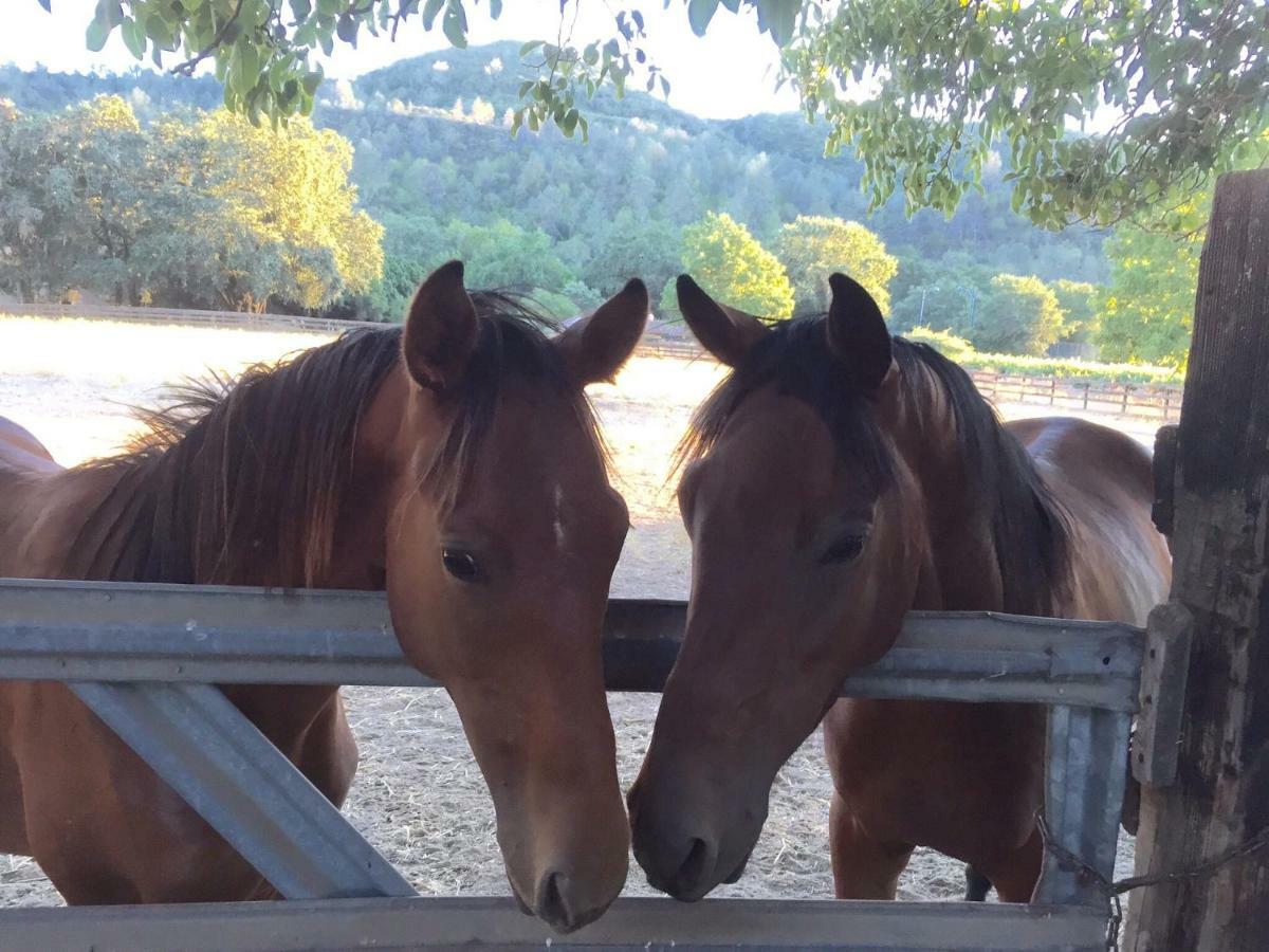 圣海伦娜Rustridge Ranch & Winery住宿加早餐旅馆 外观 照片